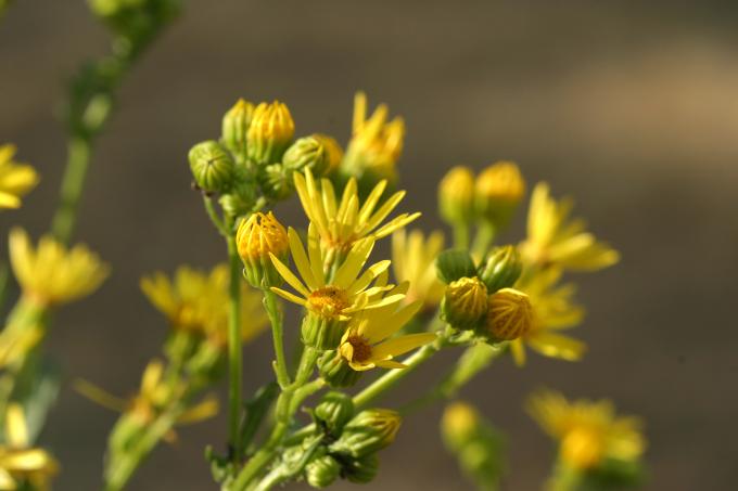 image Hierba de Santiago (Senecio jacobaea)