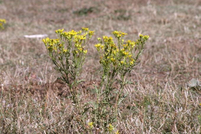 image Hierba de Santiago (Senecio jacobaea)