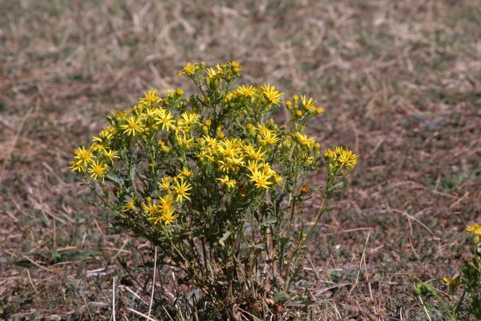 image Hierba de Santiago (Senecio jacobaea)