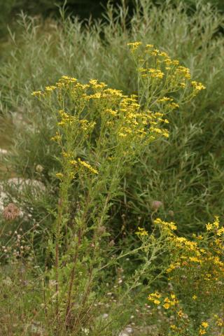 image Hierba de Santiago (Senecio jacobaea)