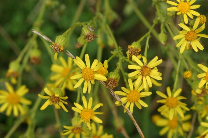 image Hierba de Santiago (Senecio jacobaea)