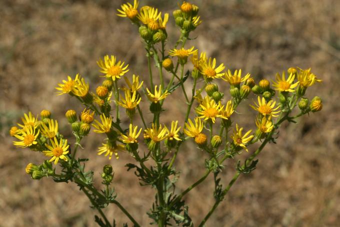 image Hierba de Santiago (Senecio jacobaea)