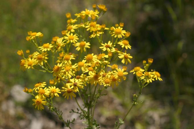 image Hierba de Santiago (Senecio jacobaea)