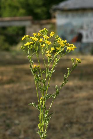 image Hierba de Santiago (Senecio jacobaea)
