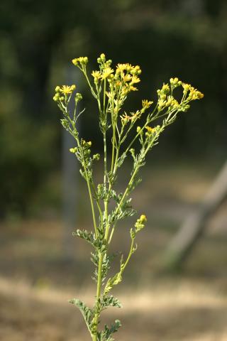 image Hierba de Santiago (Senecio jacobaea)