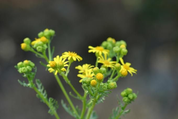 image Hierba de Santiago (Senecio jacobaea)