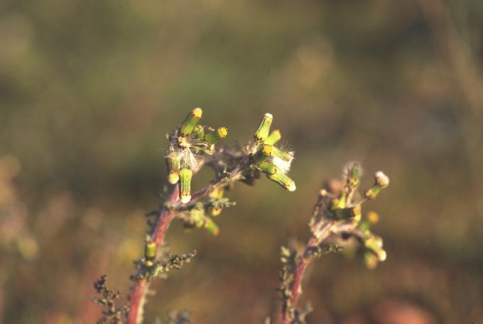 image Hierba cana (Senecio vulgaris)