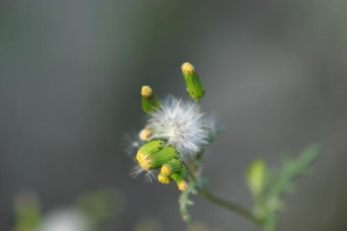 image Hierba cana (Senecio vulgaris)
