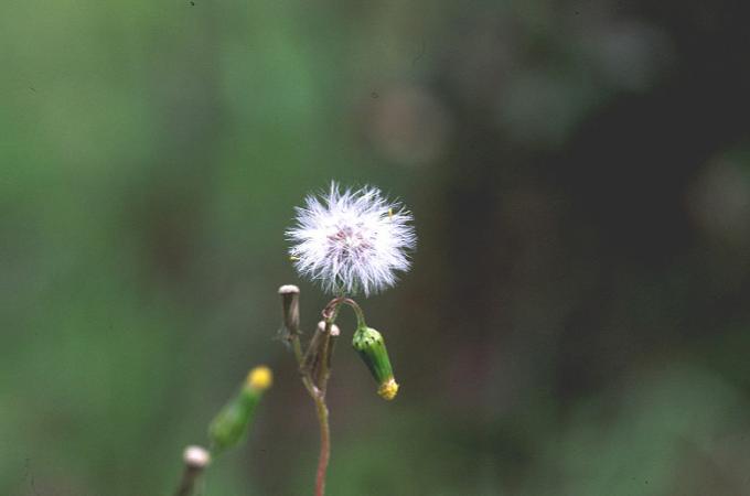 image Hierba cana (Senecio vulgaris)