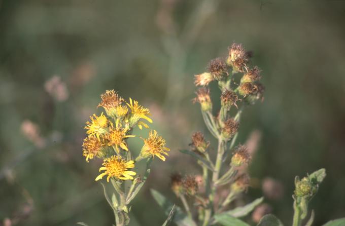 image Vara de oro (Solidago virgaurea)
