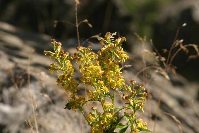 image Vara de oro (Solidago virgaurea)