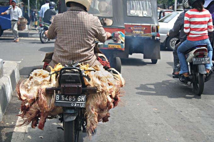 image Pollos en la carretera, Jakarta, Indonesia