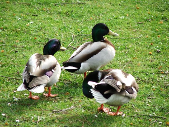image Patos en Regent's Park, Londres, Reino Unido