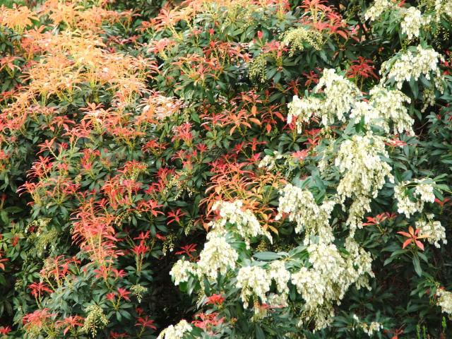 image Vegetación en Regent's Park, Londres, Reino Unido