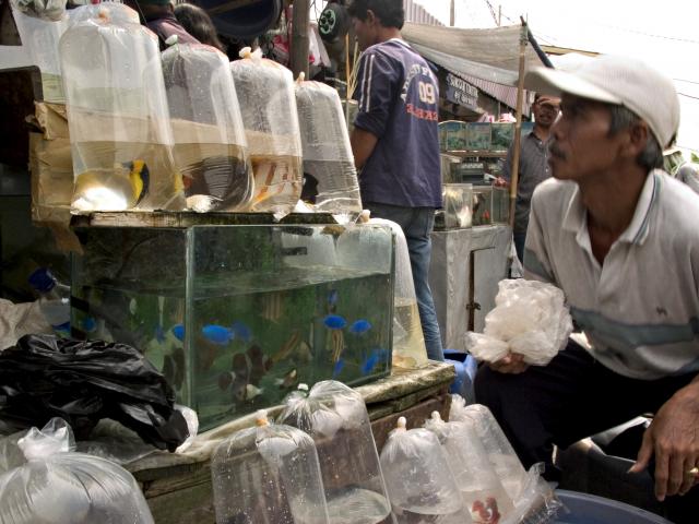 image Puesto de peces tropicales, Jakarta, Indonesia