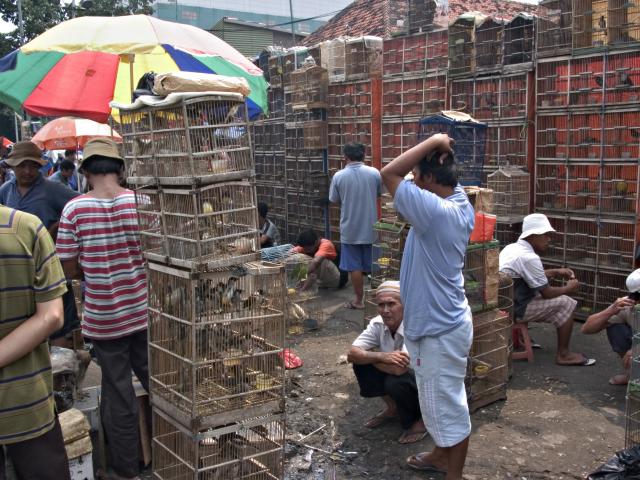 image Puestos de pájaros, Jakarta, Indonesia
