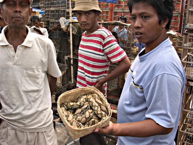 image Vendedor de serpientes, Jakarta, Indonesia