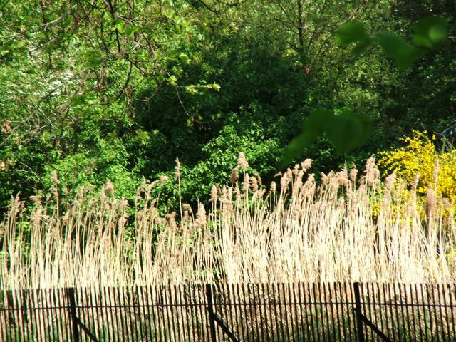 image Vegetación en Regent's Park, Londres, Reino Unido