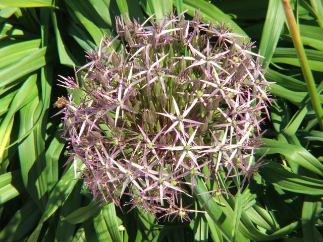 image Flores en Regent's Park, Londres, Reino Unido