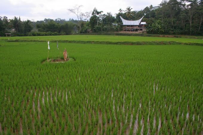 image Arrozal, Sulawesi, Indonesia