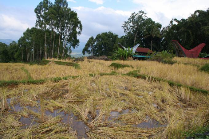 image Arrozal cortado, Sulawesi, Indonesia