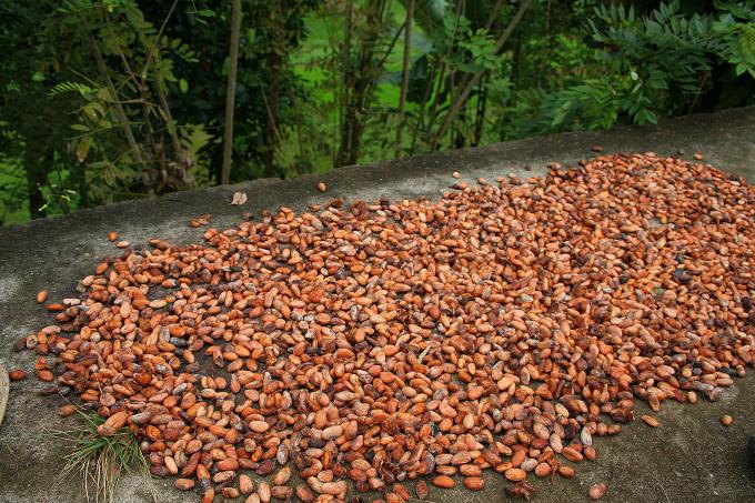 image Cacao secándose, Sulawesi, Indonesia