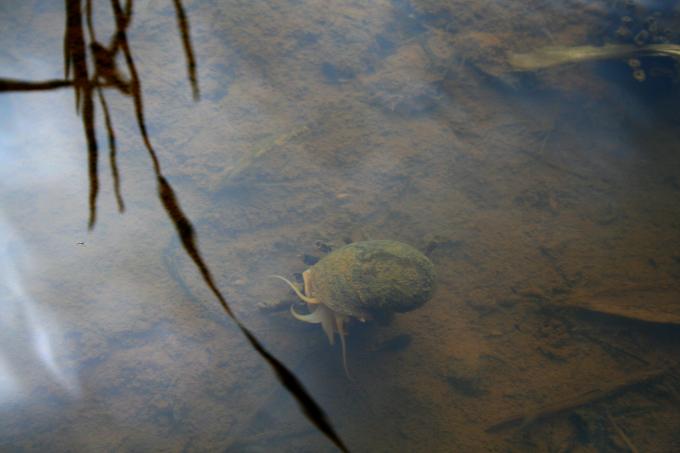 image Caracol devorador de arrozales, Sulawesi, Indonesia