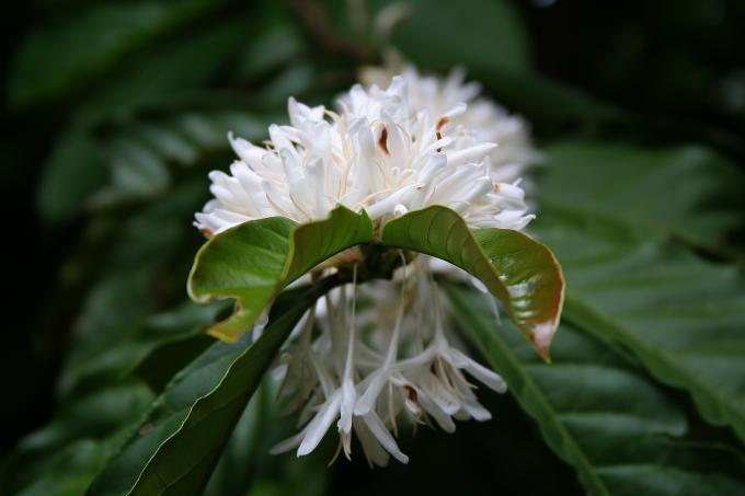 image Flor del café, Sulawesi, Indonesia