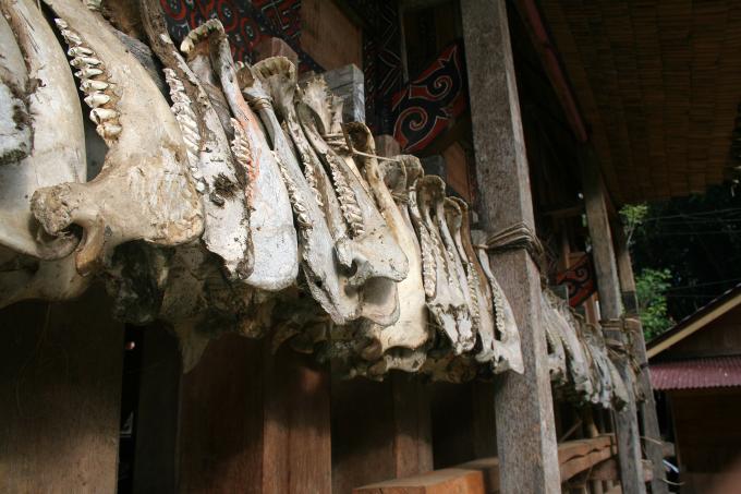 image Quijadas de búfalos, Sulawesi, Indonesia