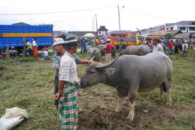 image Búfalos, Sulawesi, Indonesia
