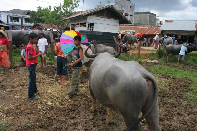 image Búfalos, Sulawesi, Indonesia