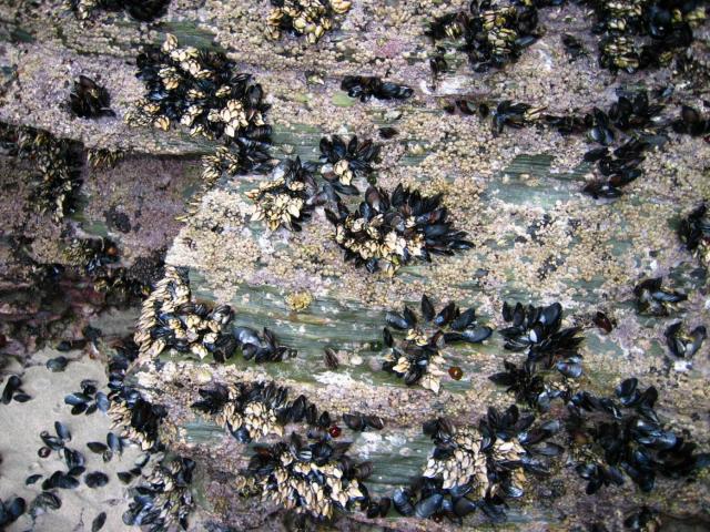 image Mejillones y percebes