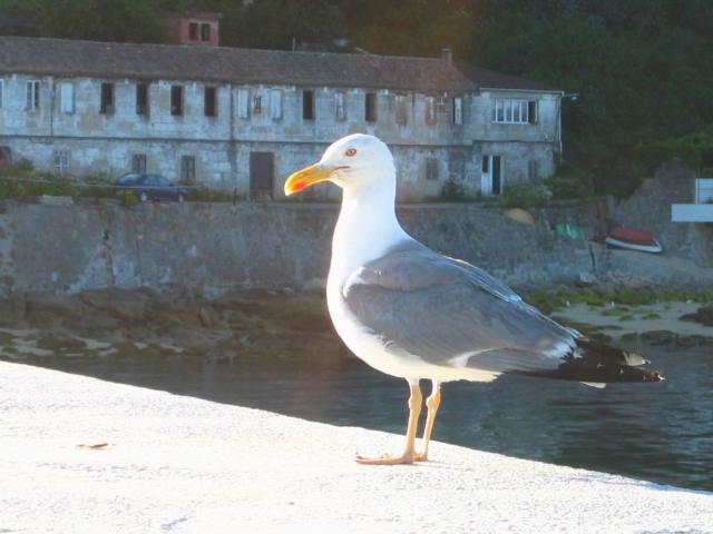 image Gaviotas en el puerto de Beluso, Pontevedra
