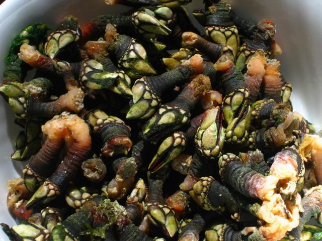 image Percebes gallegos