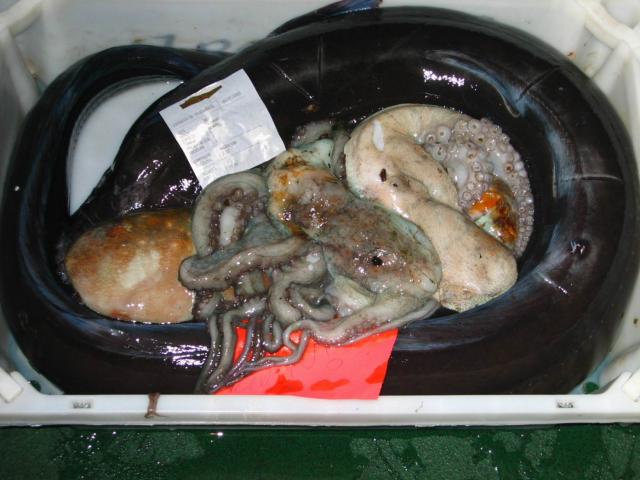 image Pulpo y congrio, Galicia