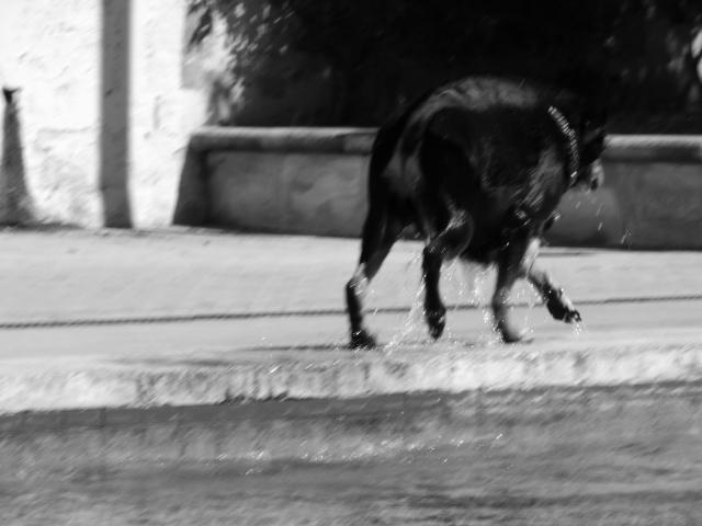 image Perro mojado