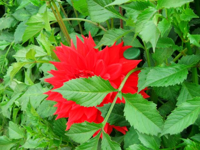 image Flor en un invernadero de Kew Gardens, Londres, Inglaterra