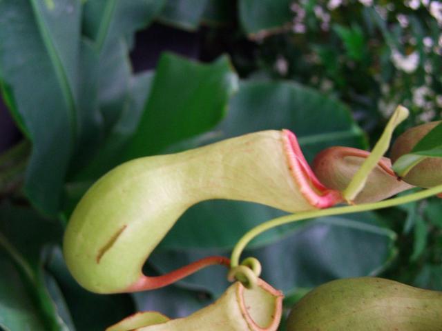 image Planta carnívora en un invernadero de Kew Gardens, Londres, Inglaterra