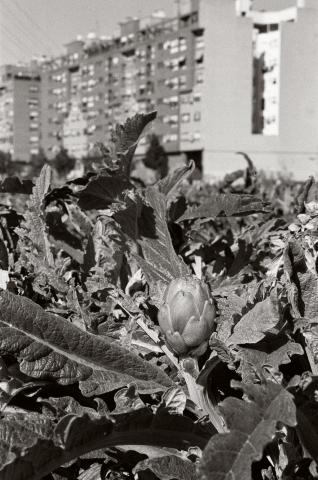 image Campos del barrio de Malilla, Valencia