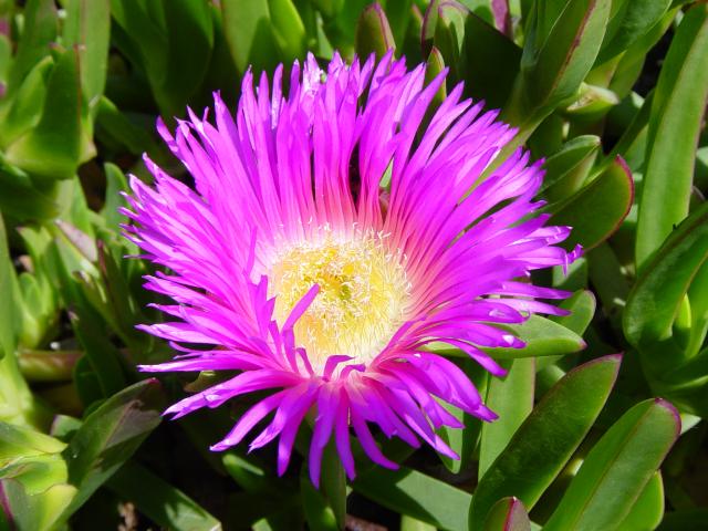 image Flor y hojas de Uña de gato (Carpobrotus edulis)