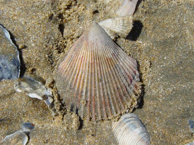 image Zamburiña (Chlamys varia)