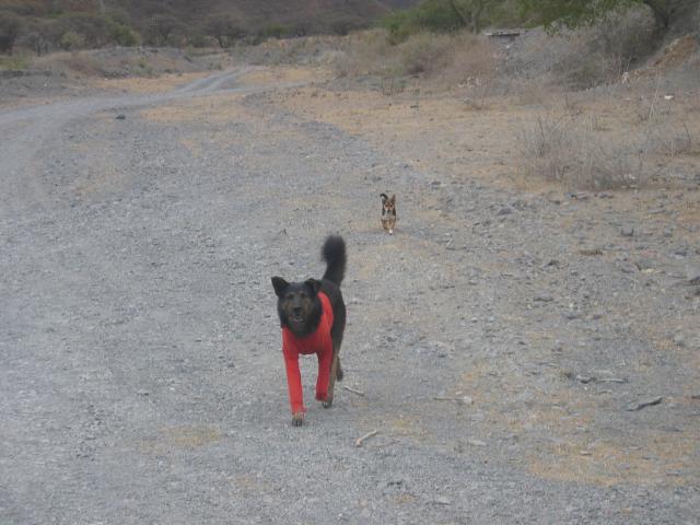 image Perros en Quebrada del Toro, Salta, Argentina