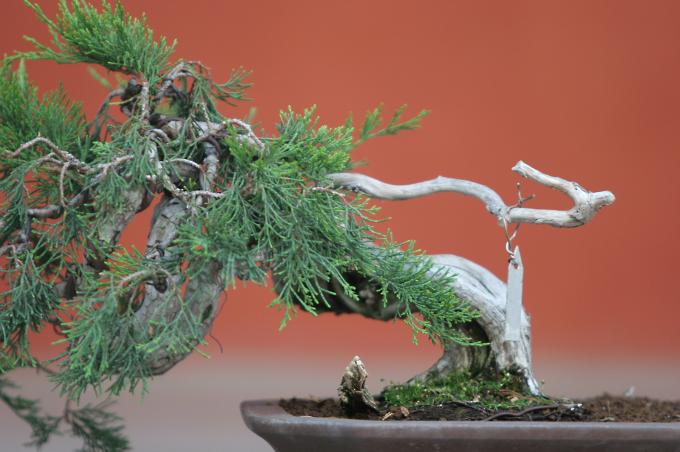 image Sabina rastrera (Juniperus sabina)