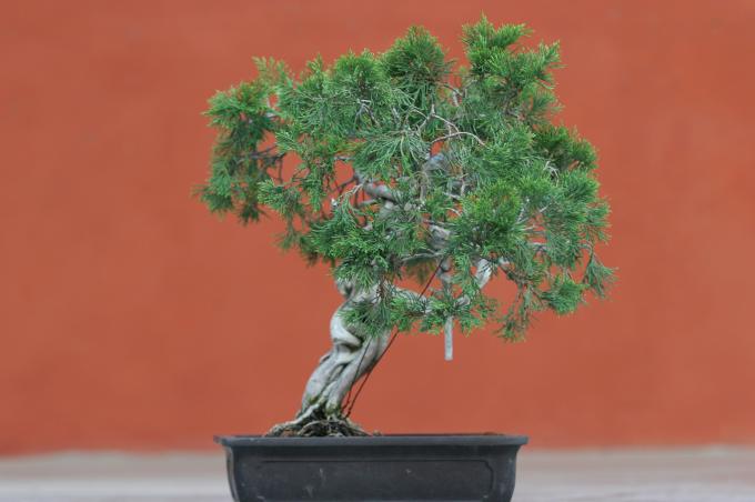 image Sabina rastrera (Juniperus sabina)