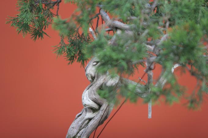 image Sabina rastrera (Juniperus sabina)