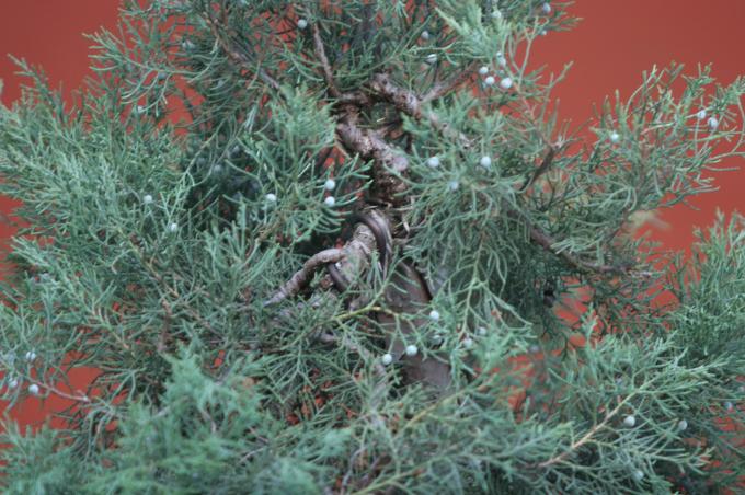 image Sabina rastrera (Juniperus sabina)