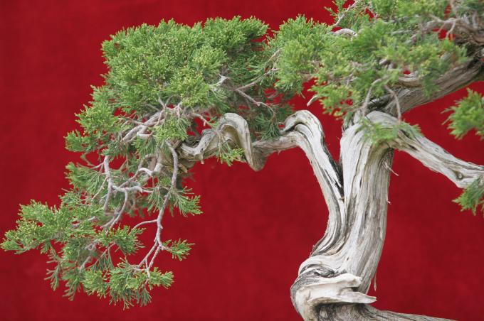 image Sabina rastrera (Juniperus sabina)