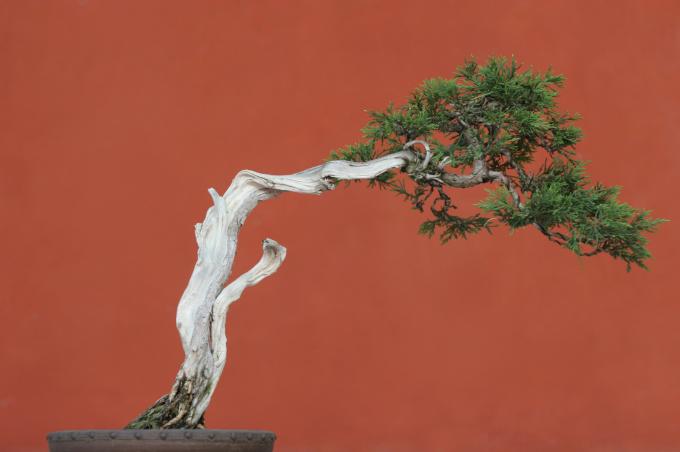image Sabina rastrera (Juniperus sabina)