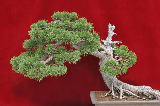 image Pino (Pinus communis)