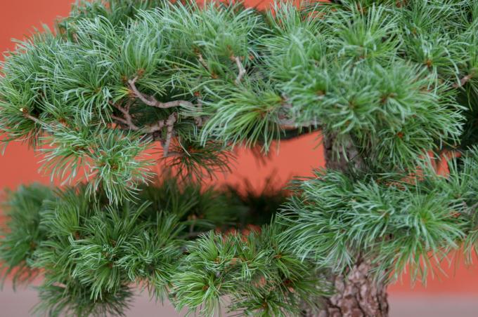 image Pino blanco japonés (Pinus parviflora)